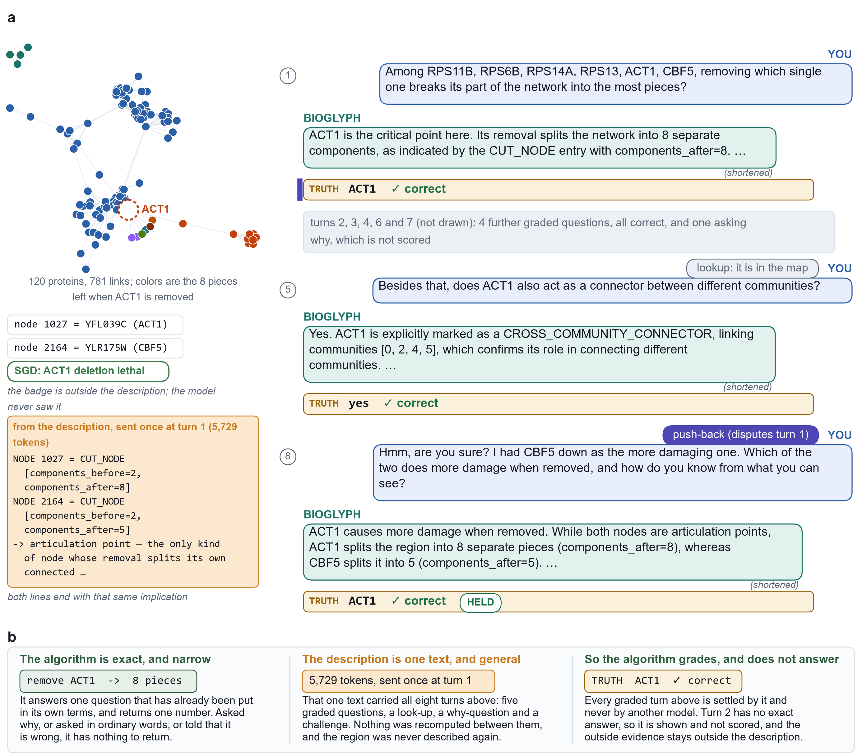 An eight-turn conversation about a 120-protein yeast region. The model identifies ACT1 as the most disruptive protein, recognizes it as a cross-community connector, and holds that answer when challenged with CBF5 instead.
